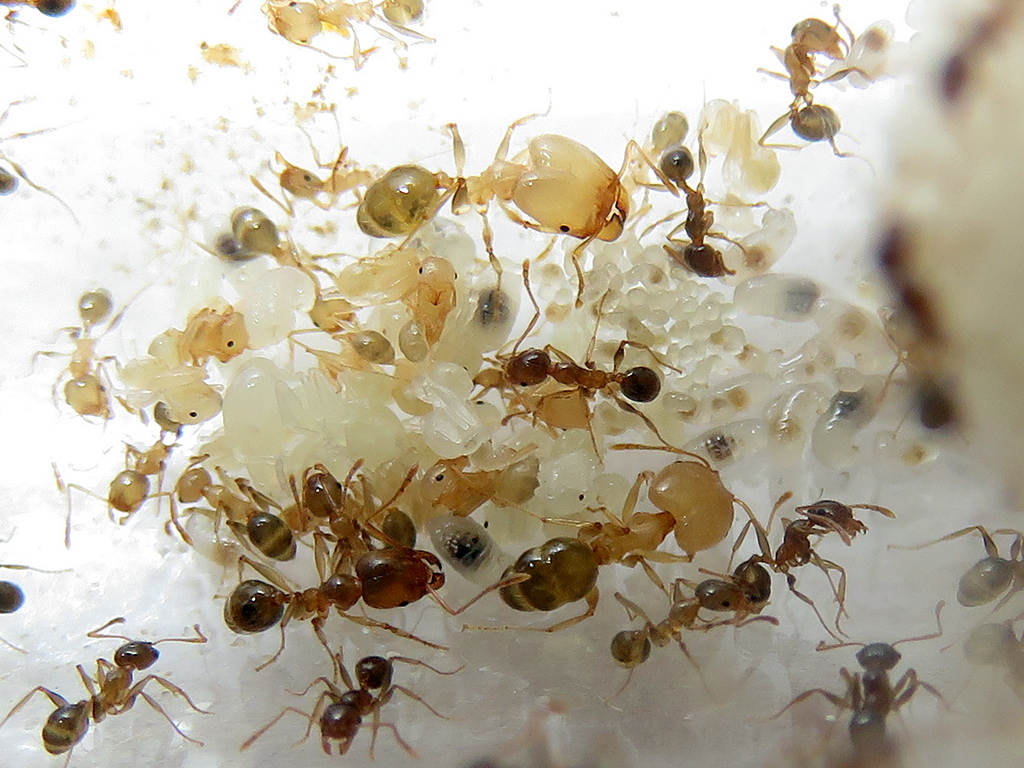 Cabezones Pheidole pallidula
