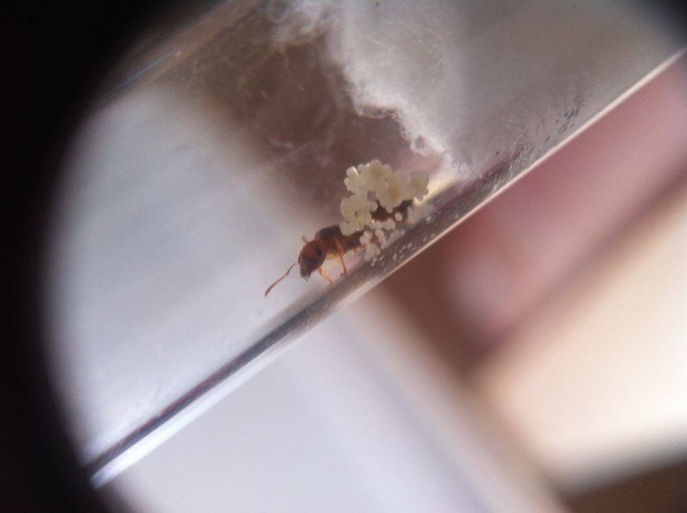 pheidole_larvas_huevos3