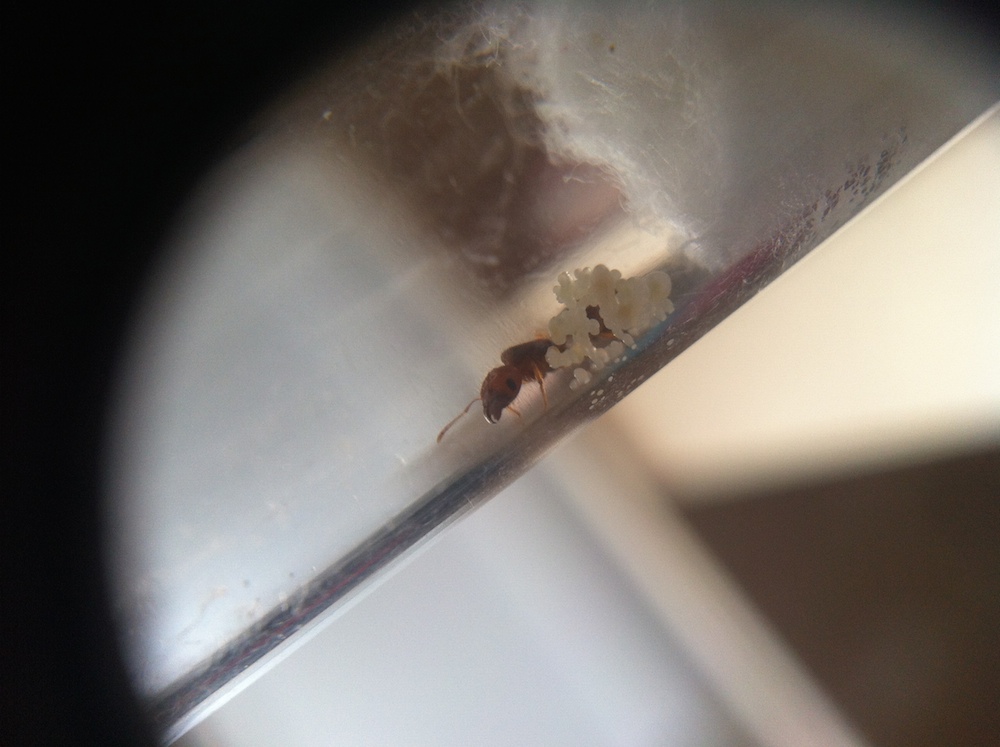 pheidole_larvas_huevos4
