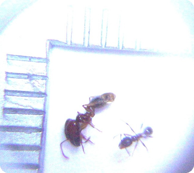 Desconocida 1