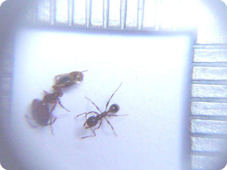 Desconocida 2