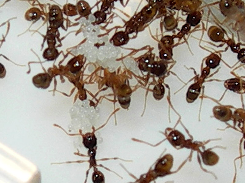 Pheidole huevos