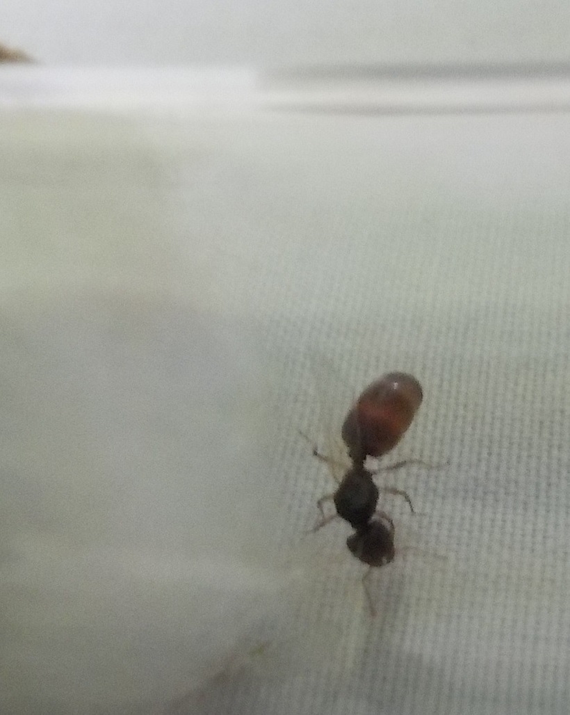 Reina Pheidole? 3
