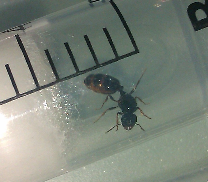 atomic ant reina