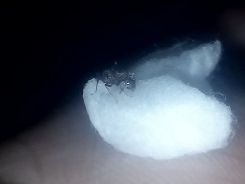 'Pheidole 4