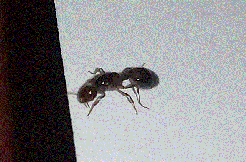 Pheidole 2 DGG