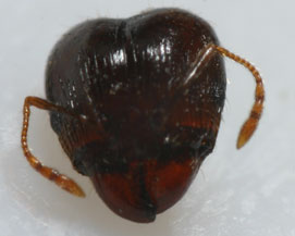 Pheidole megacephala