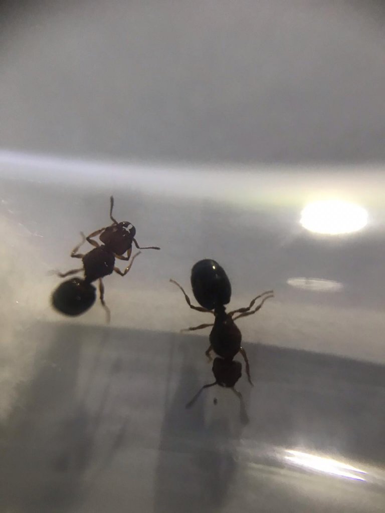 Pheidole Bergi