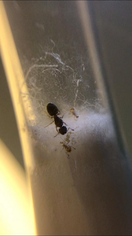Pheidole Sp