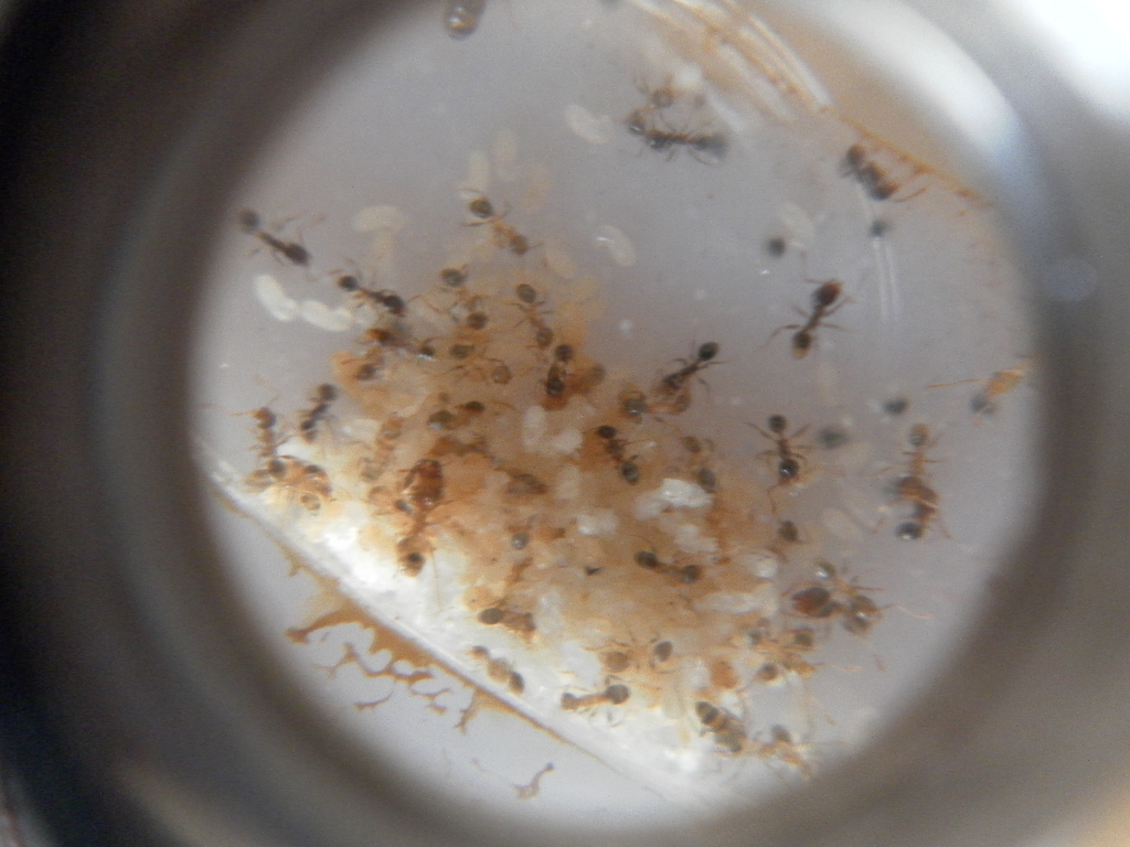 pheidole darlatan 3.1