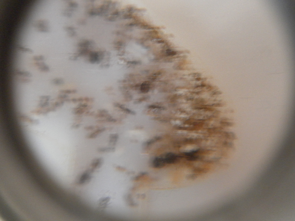 pheidole darlatan 3.2