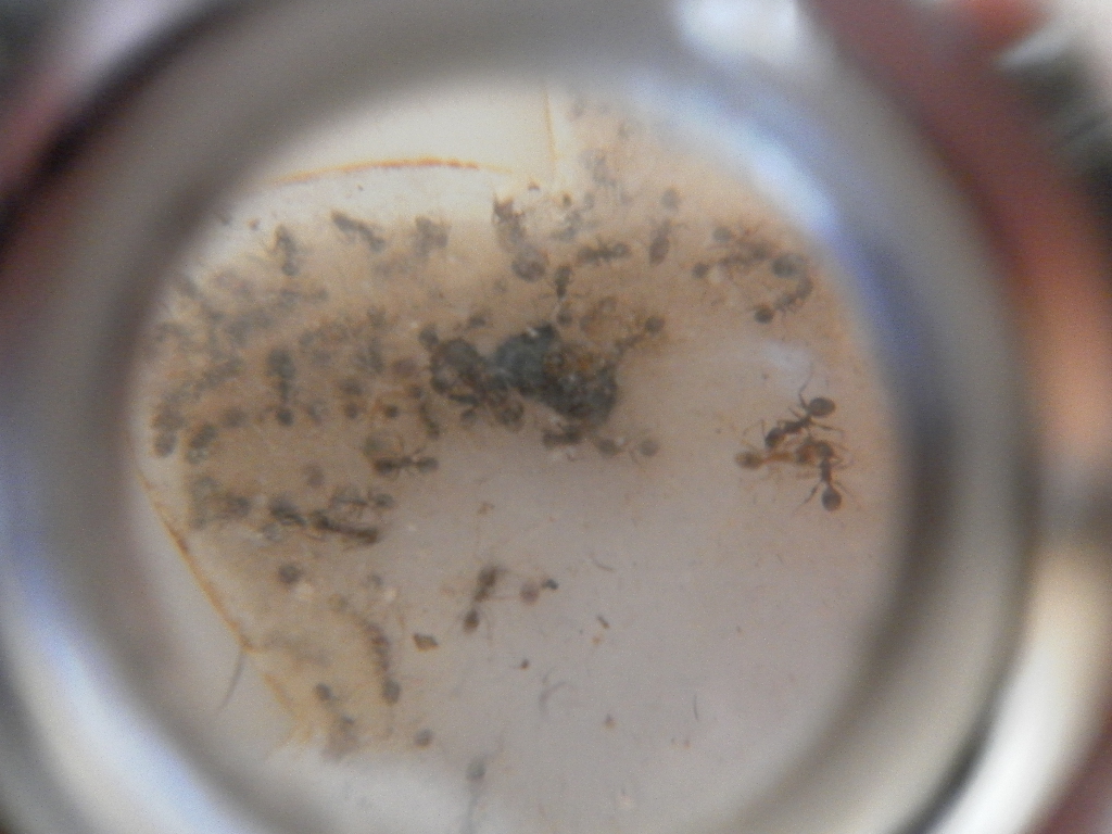 pheidole darlatan 3.3