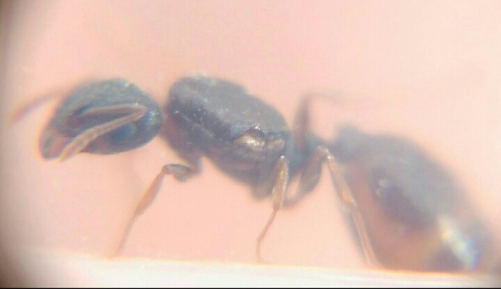 Pheidole perfil