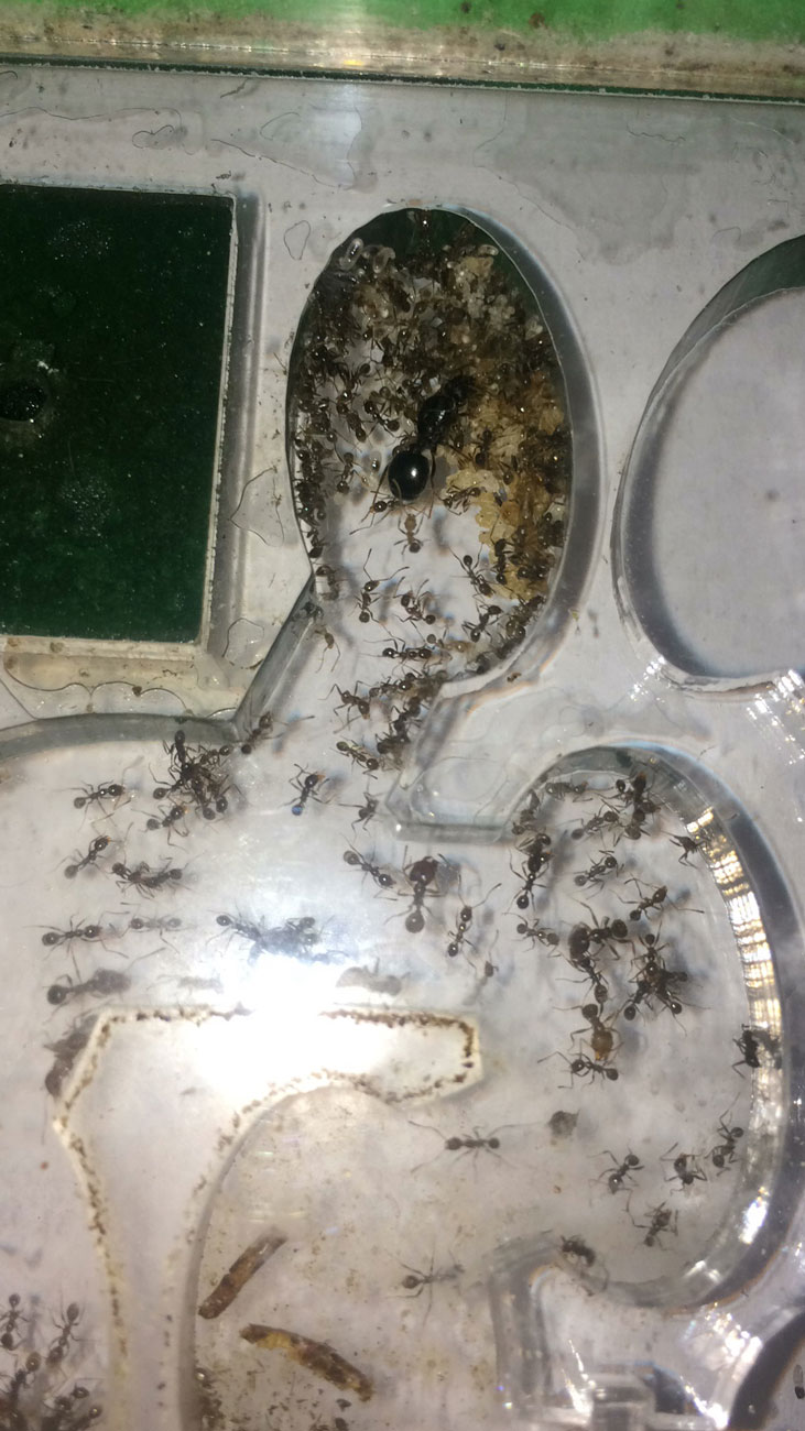 P. hirtula