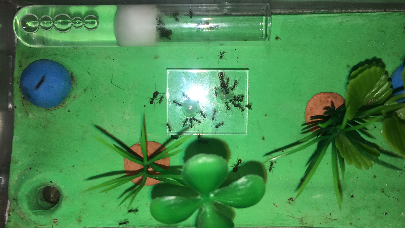 P. hirtula