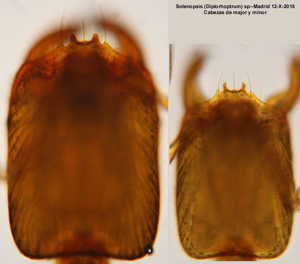Cabezas de obreras Solenopsis (Diplorhoptrum) sp-Madrid-12-X-2015
