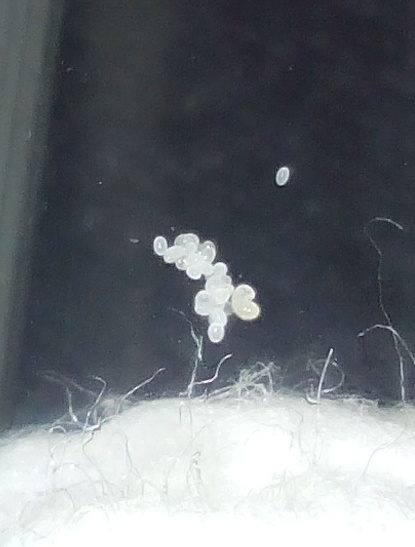 Huevos y larva de Solenopsis