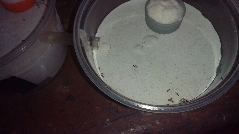 Hormigas