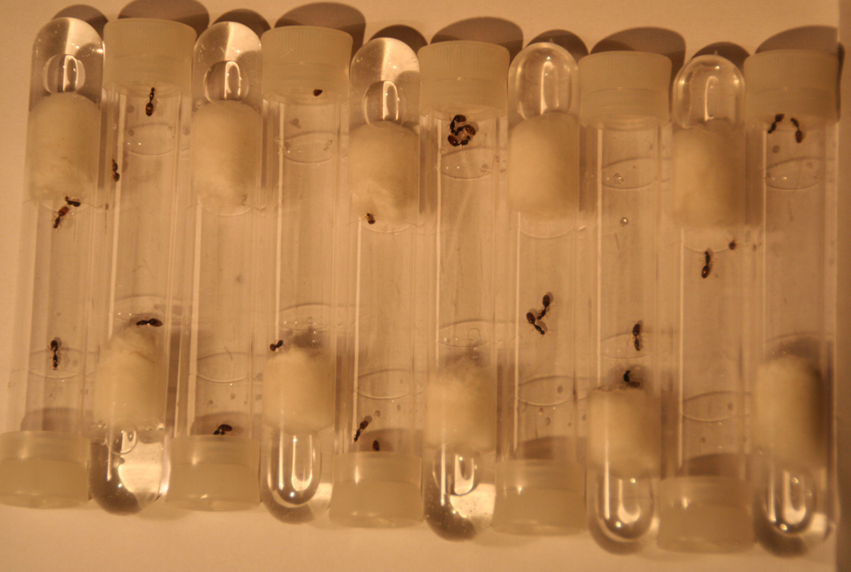 28 Solenopsis