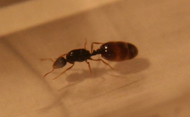 Solenopsis6