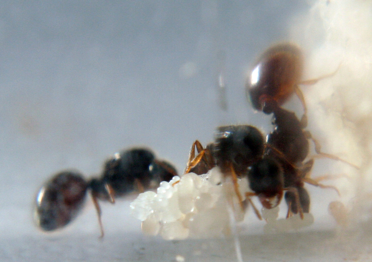 Solenopsis huevos larvas