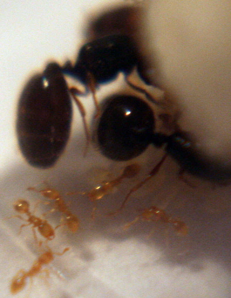 Nurses Solenopsis