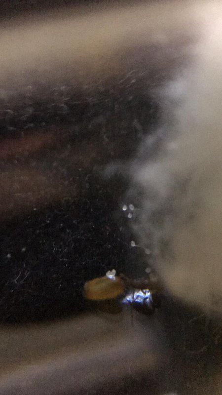 Solenopsis sp