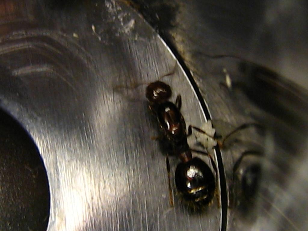 solenopsis