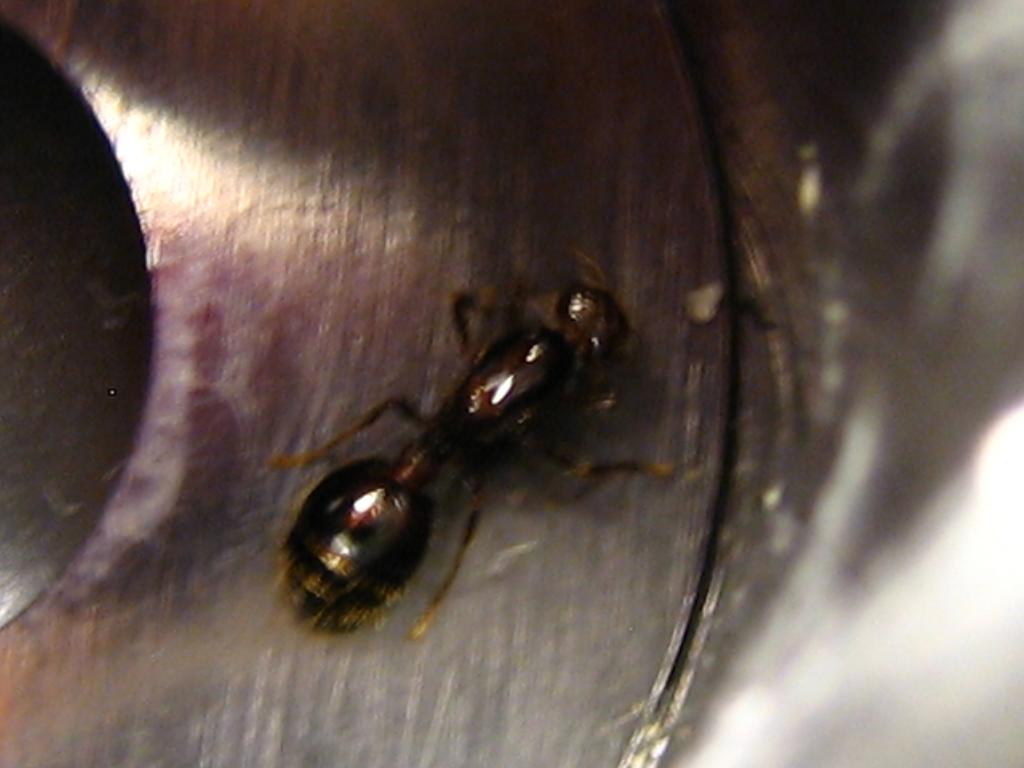 solenopsis