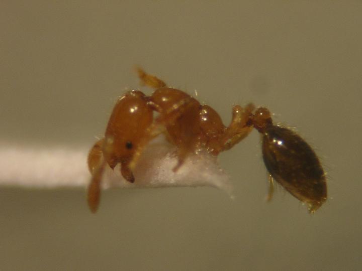 Solenopsis.