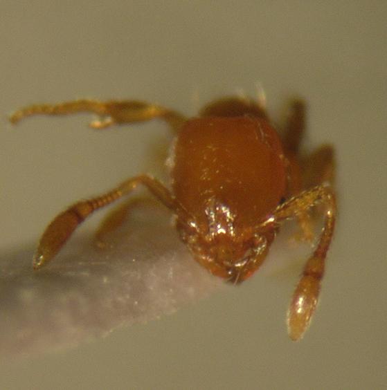 Solenopsis.