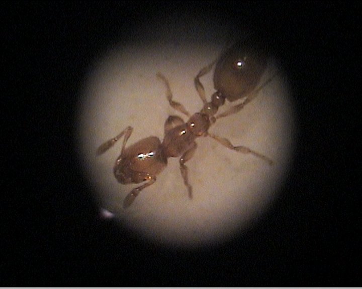 solenopsis