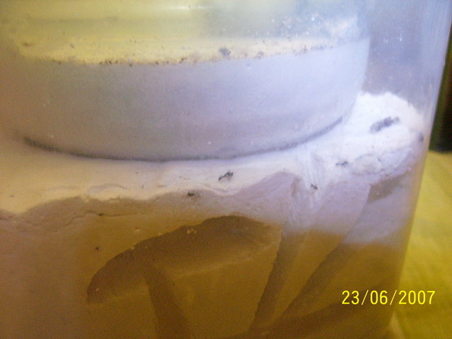 solenopsis5