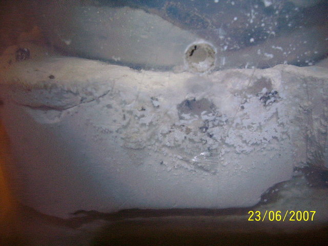 solenopsis6