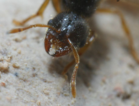 Cabeza de reina