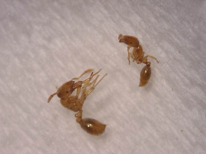 Dos Solenopsis de Montjuic.