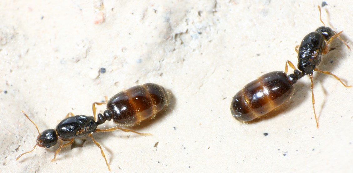Reinas de solenopsis sp