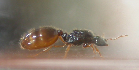 solenopsis parece 2