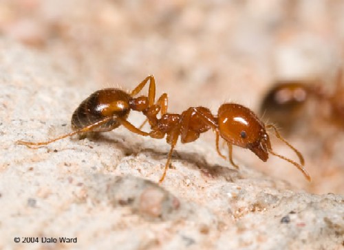 solenopsis xyloni