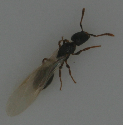 Strongylognathus de Cartagena