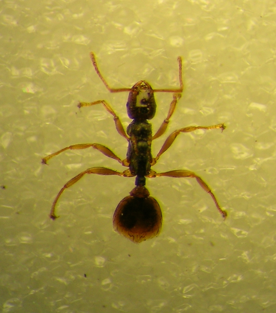 Reina Teleutomyrmex