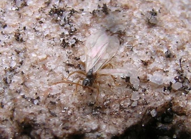 Reina Teleutomyrmex schneideri. Foto de teleutoamonio