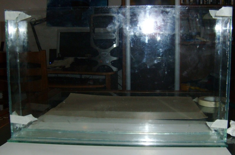 Camponotus 4