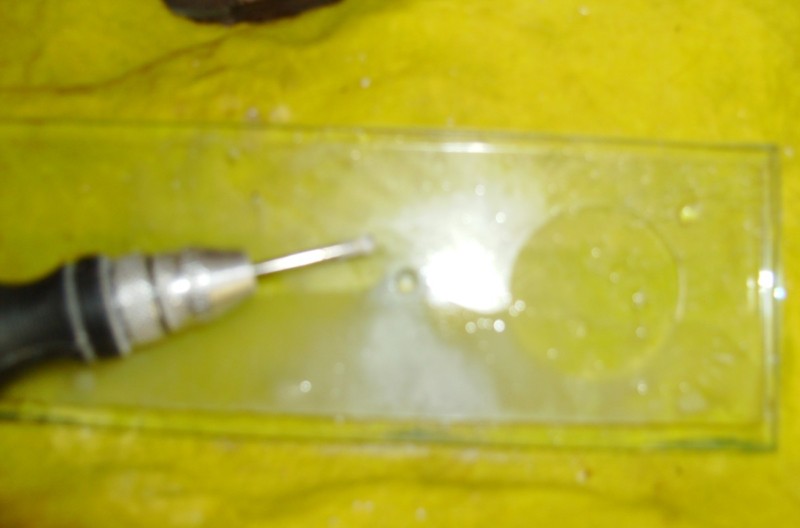 Lasius Flavus 1
