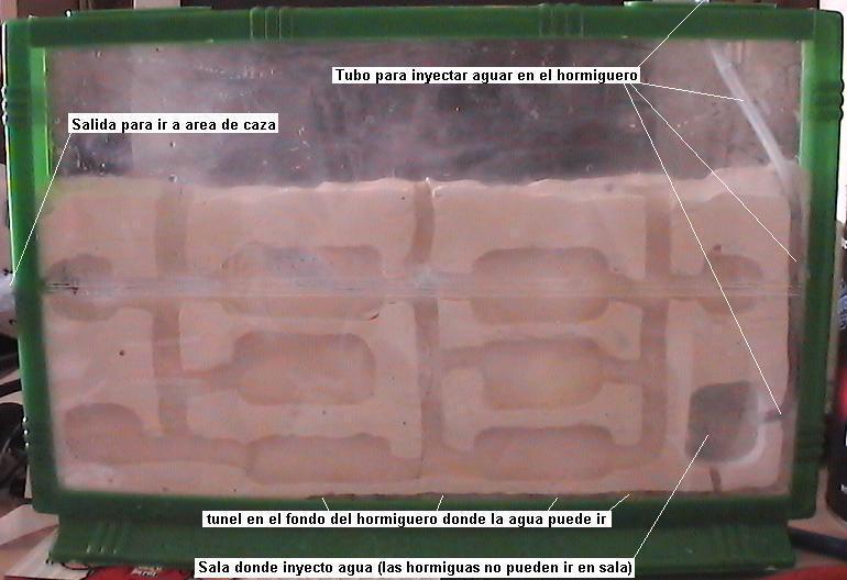 ANT FARM modificado II