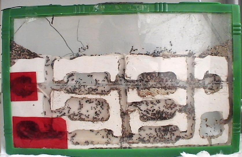 Giant Ant Farm modificado 3 mes detras