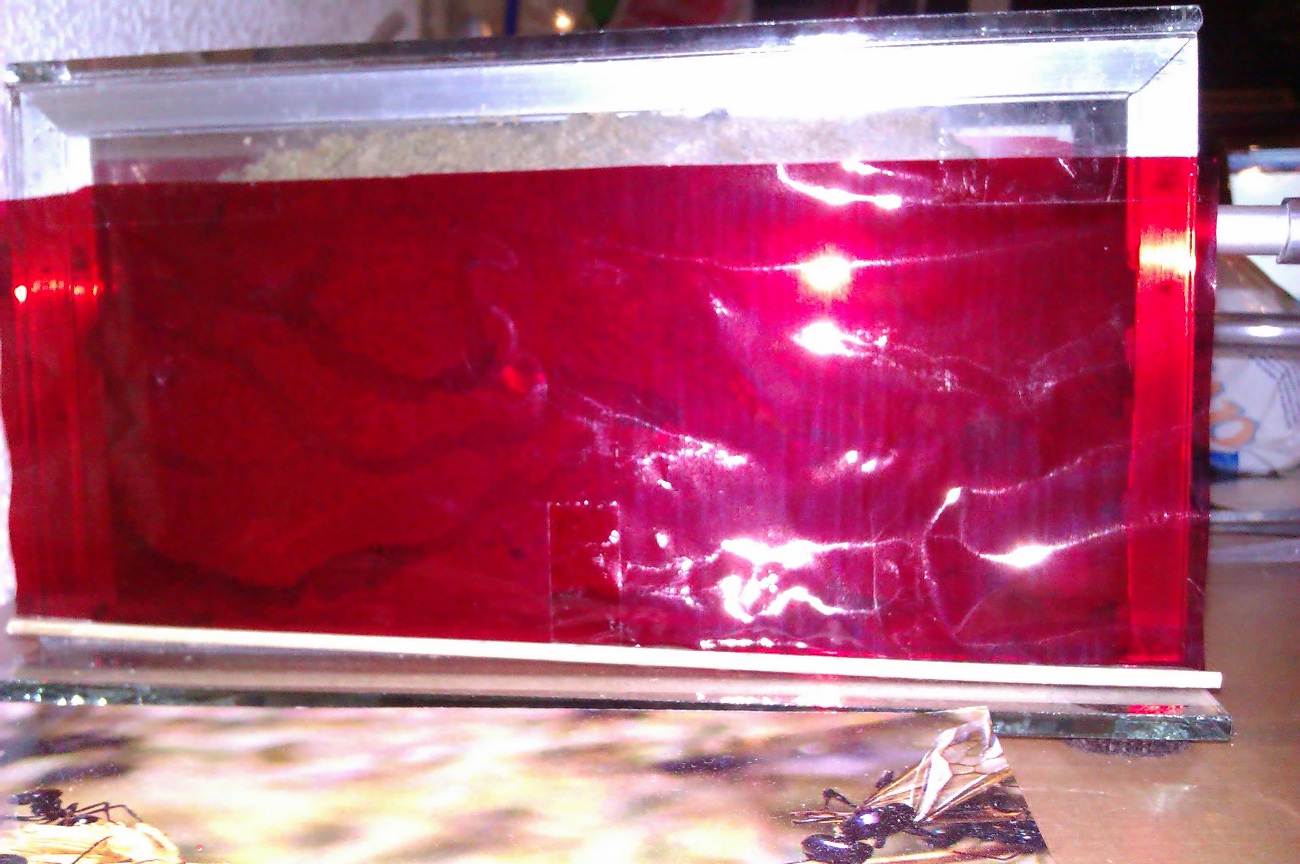 Hormiguero con celof�n rojo