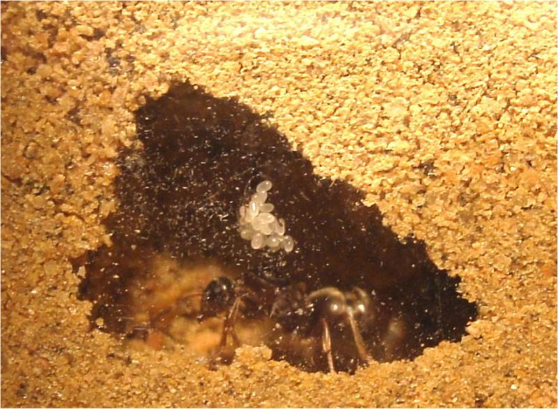 c�mara real de un hormiguero de lasius