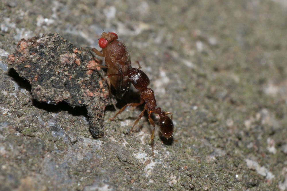 Tetra capturando una Drosophila sp.