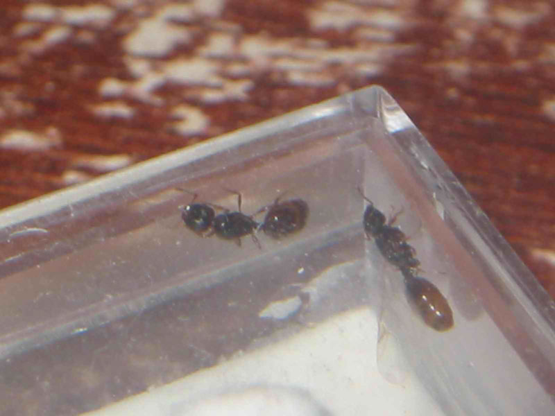 tetras amarillas